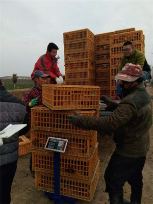 鹽城射陽臨海鎮八大家居委會 雞窩里飛出“金鳳凰”，畜牧漁業飼料銷售成富民新引擎